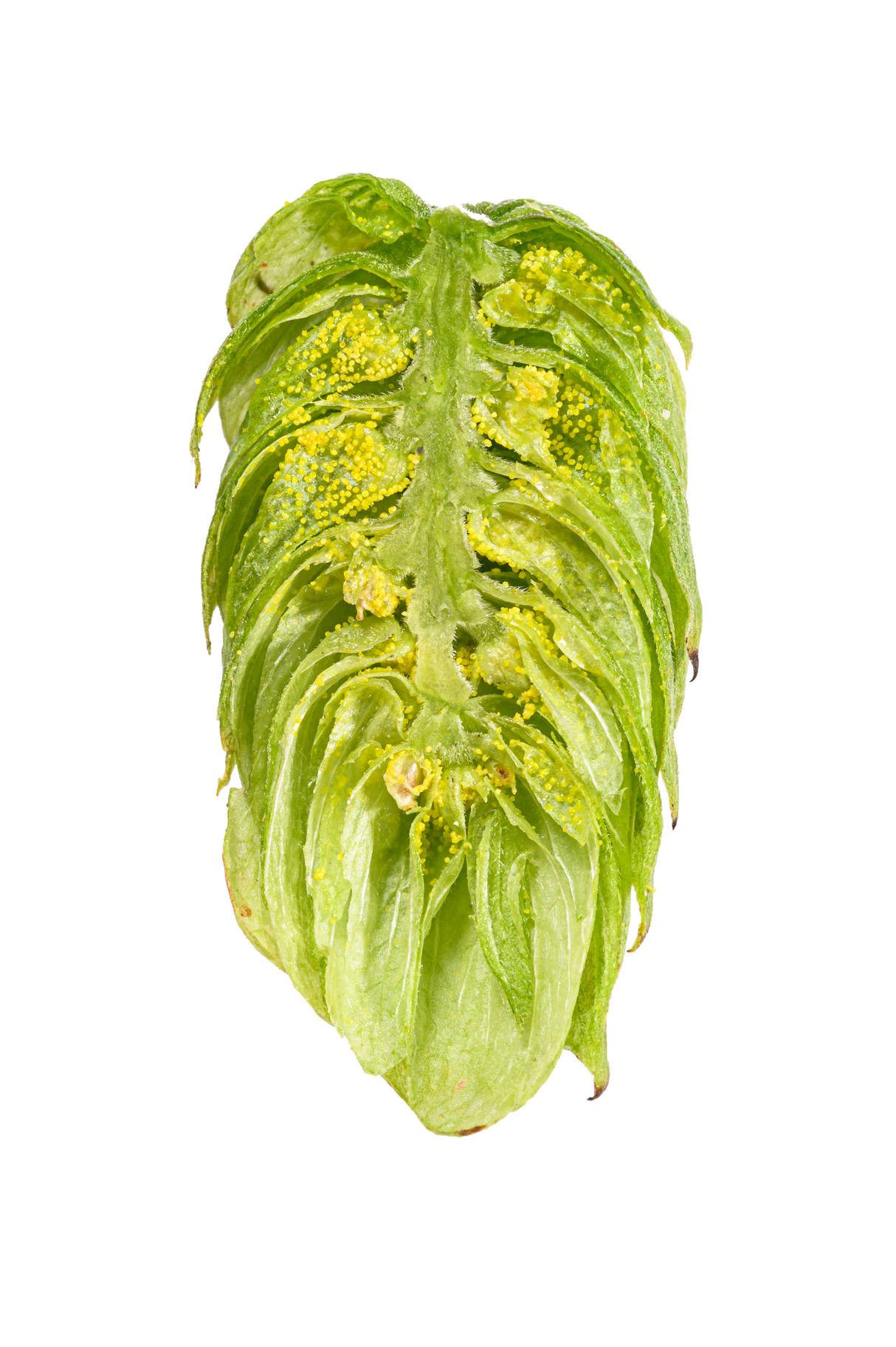 Amarillo Dissected Cone Interior