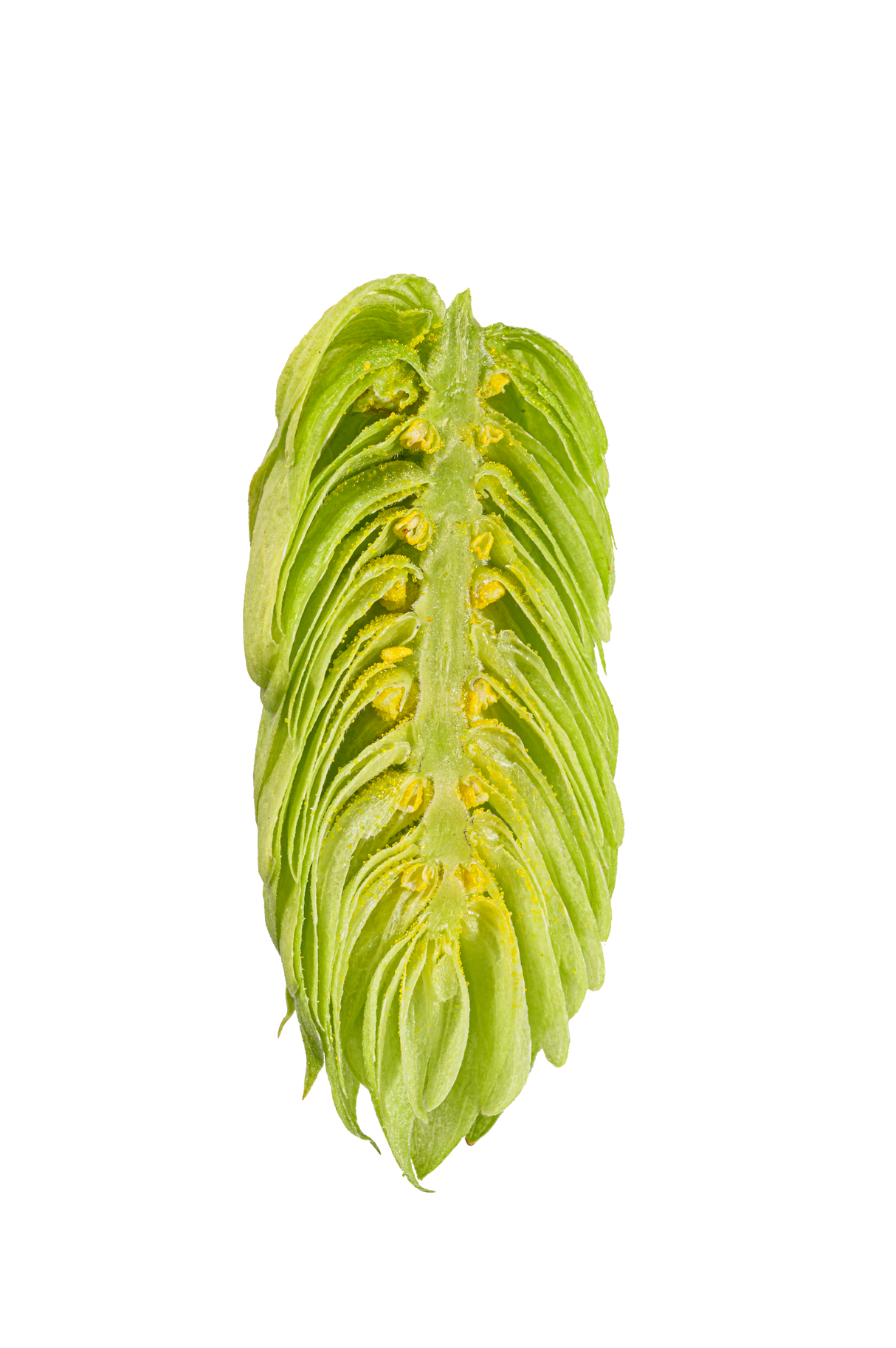 Ariana Dissected Cone Interior