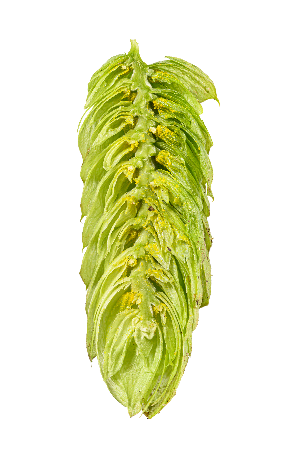 Comet Dissected Cone Interior