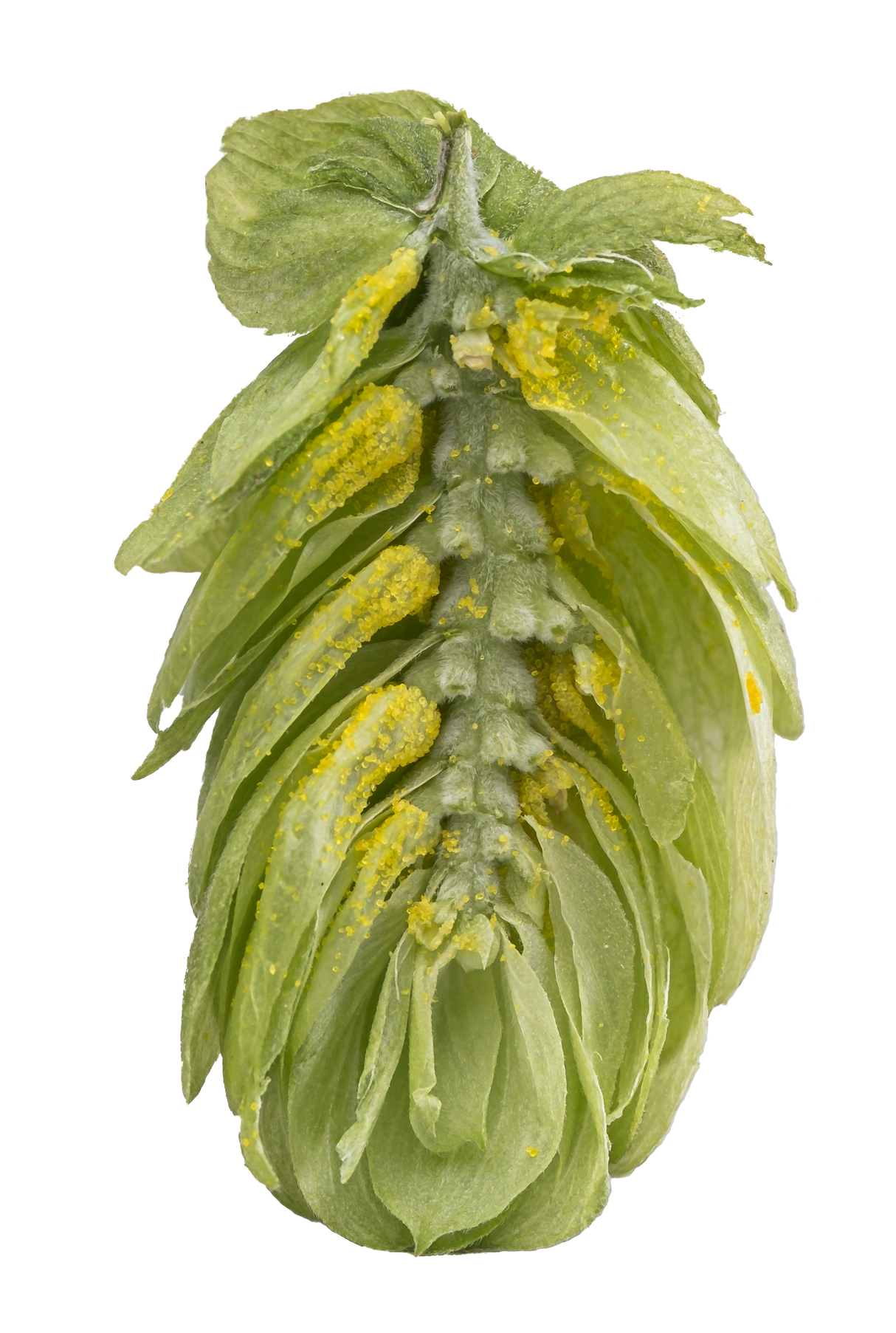 Ella Dissected Cone Interior