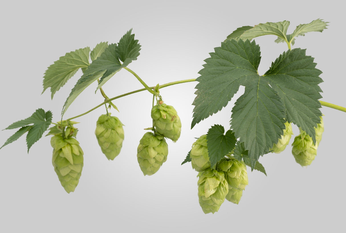 Enigma Hop Plant