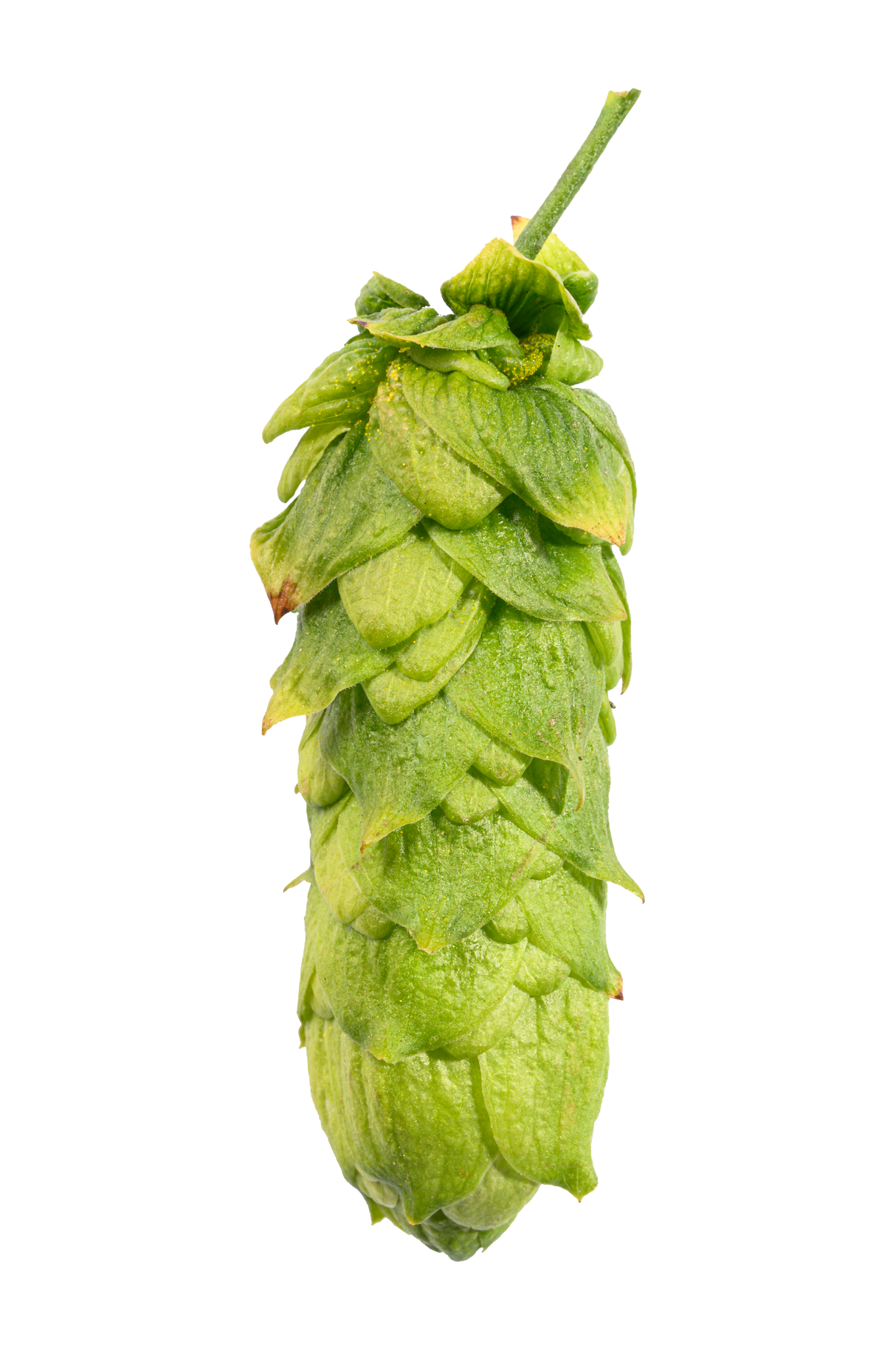 Hüll Melon Hops