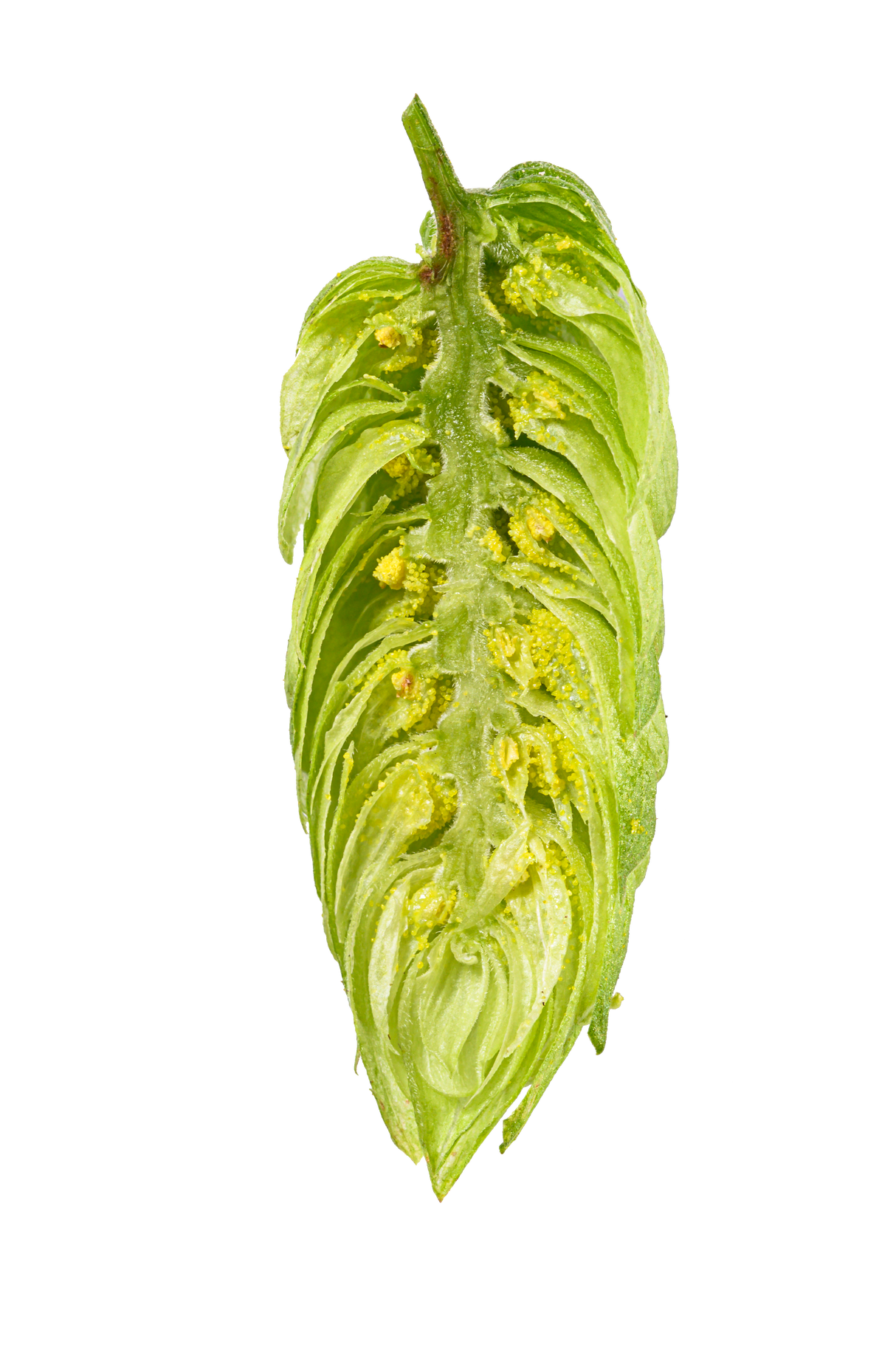 Hallertau Blanc Dissected Cone