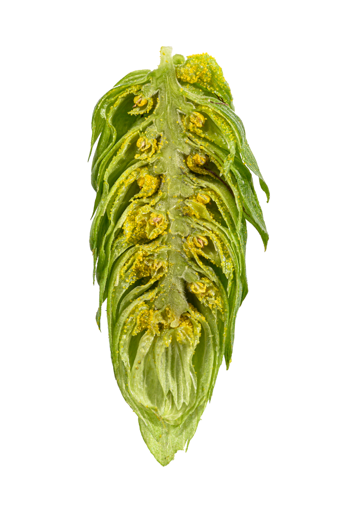 Magnum Dissected Cone