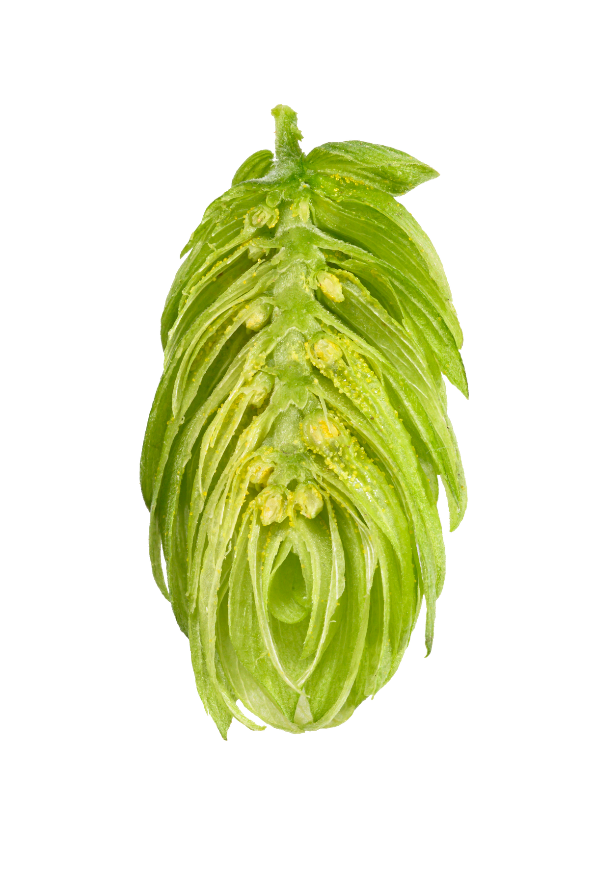 Hersbrucker Dissected Cone