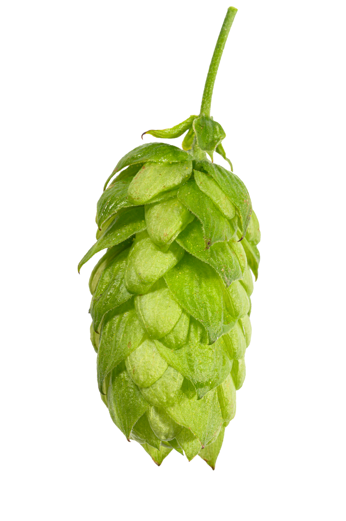 Hersbrucker Whole Cone