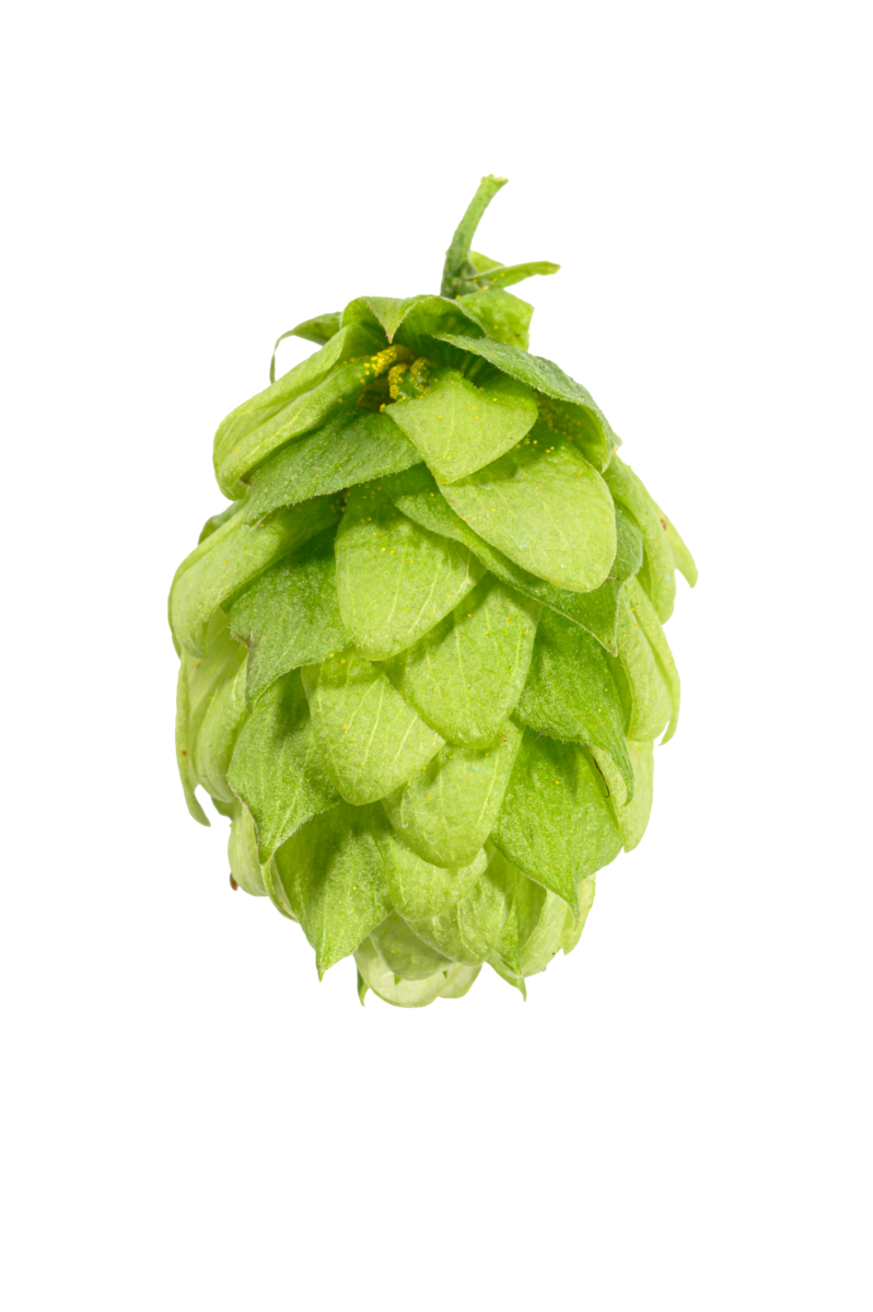 Saphir Hop Cone 2019