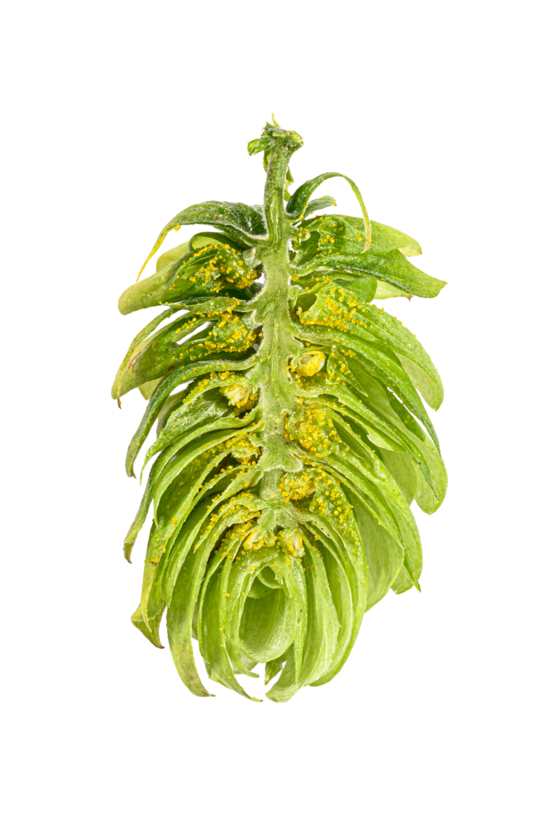 Saphir Hop Cone Interior 2019