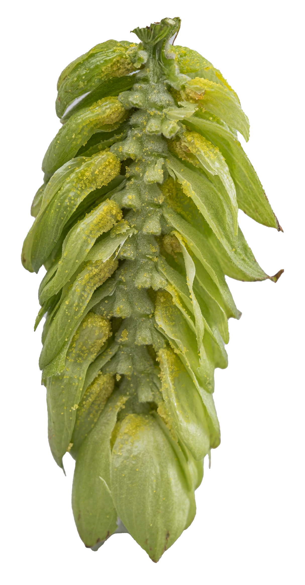 Topaz Dissected Cone Interior