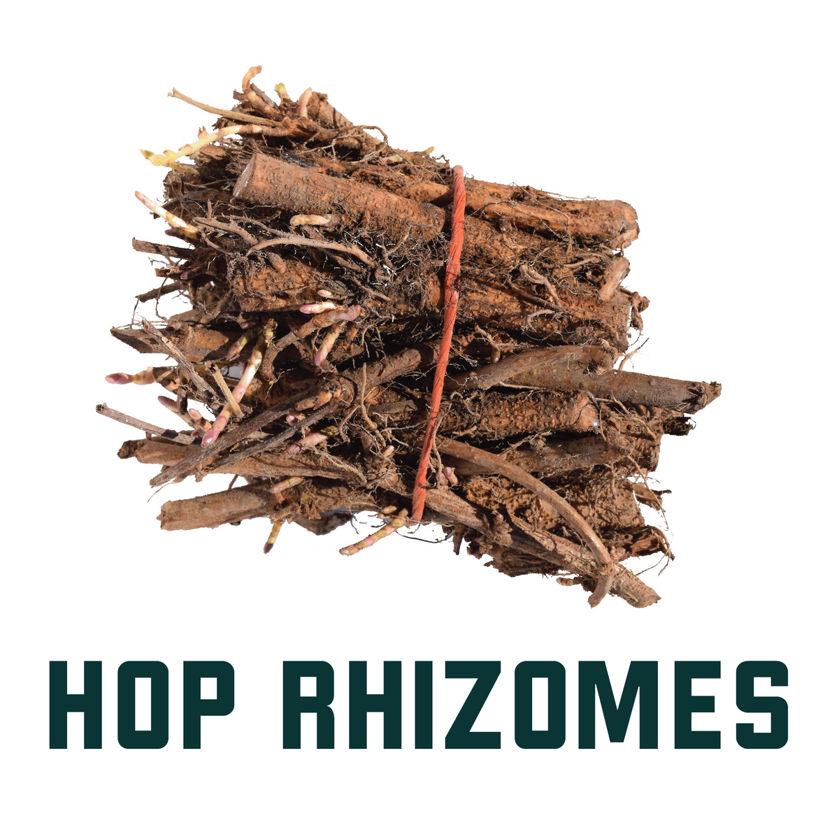 Hop Rhizomes Yakima Valley Hops