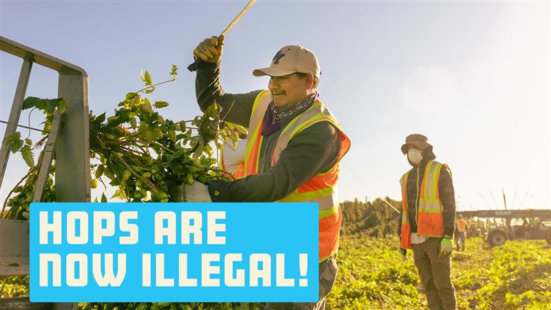 HOPS MADE ILLEGAL BY NEW FEDERAL LAW