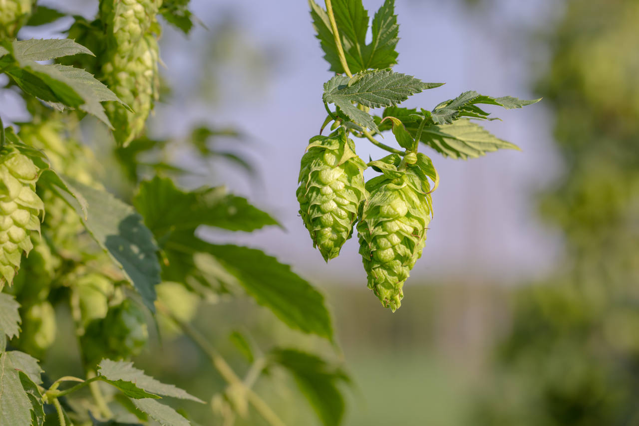 A pair of hop cones in a hop field