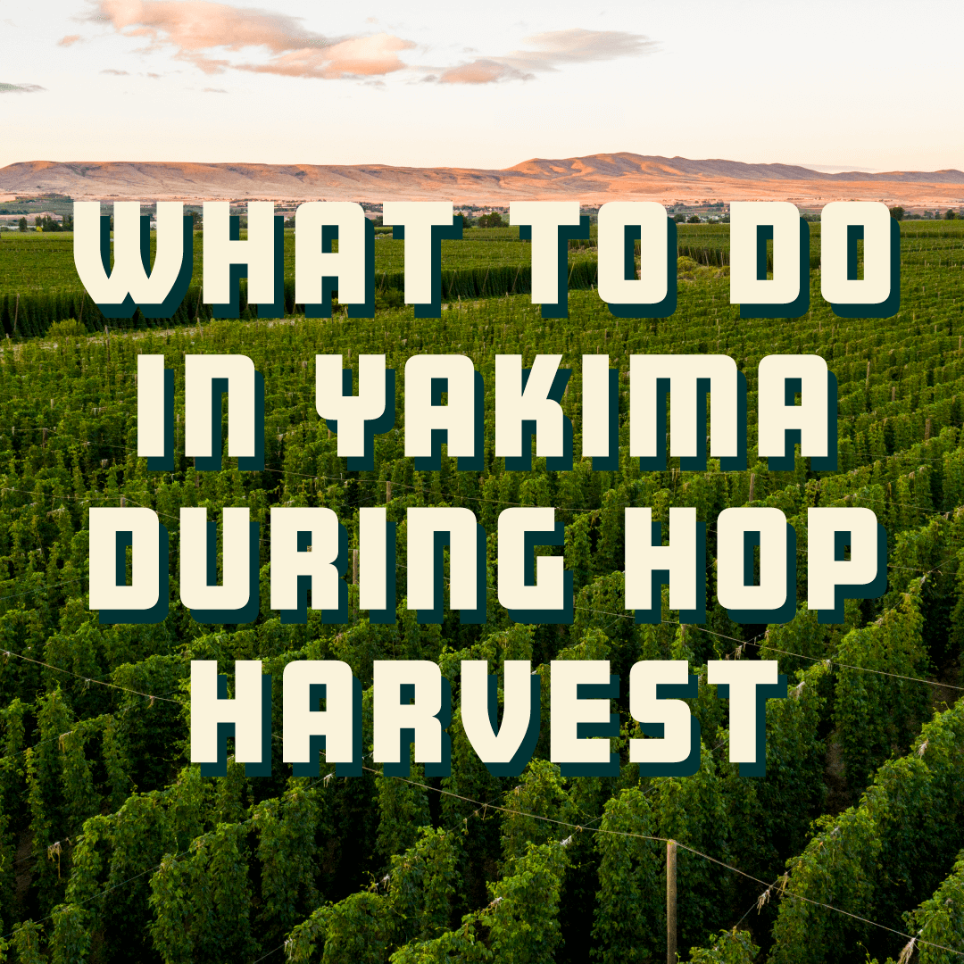 Best Things To Do in Yakima During Hop Harvest Yakima Valley Hops