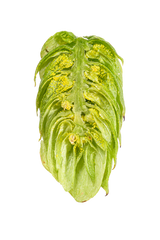 Amarillo Dissected Cone Interior