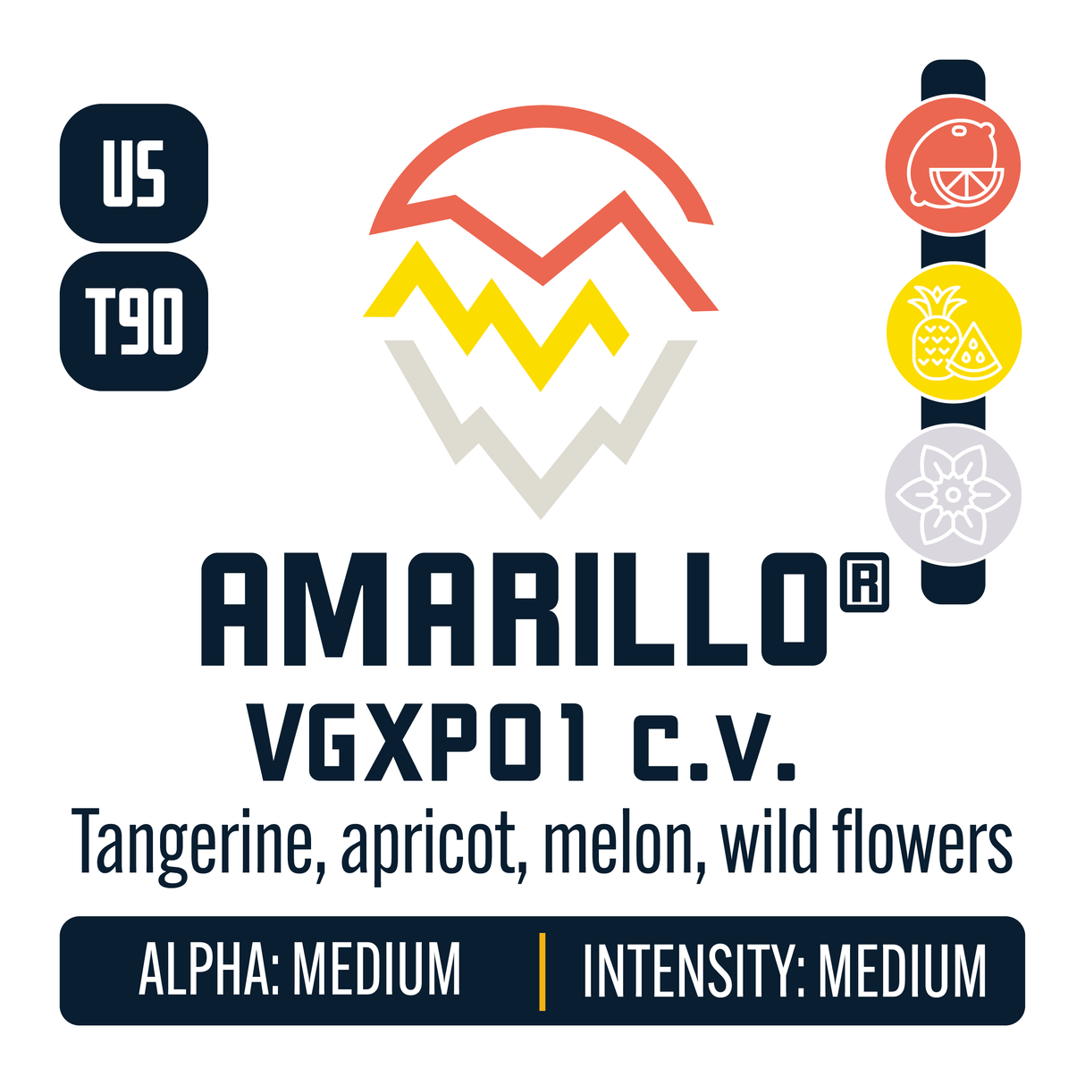 Amarillo Hops – Yakima Valley Hops