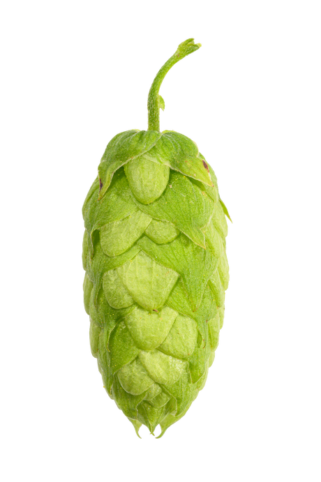 Amarillo Whole Cone