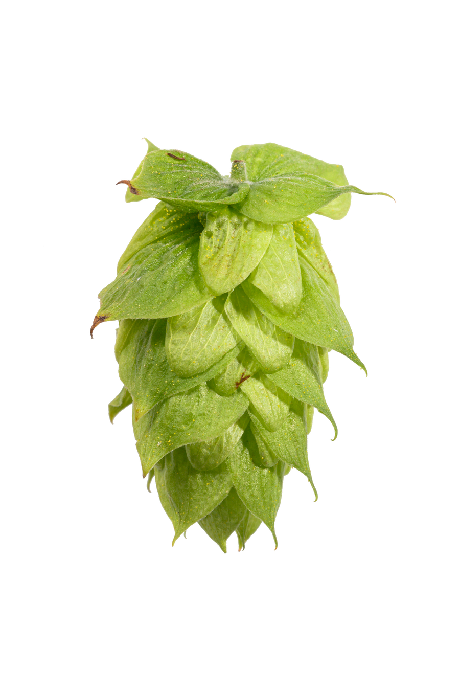 Brewers Gold Hops – Yakima Valley Hops