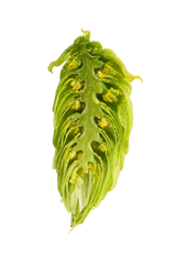 Callista Dissected Cone Interior