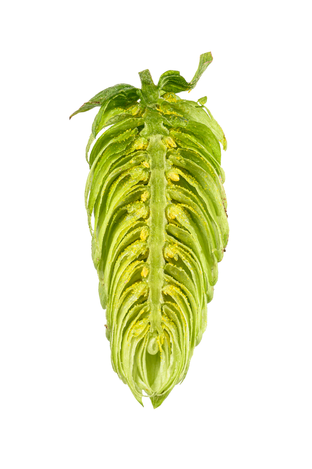 Cascade Dissected Cone Interior