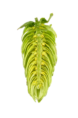 Cascade Dissected Cone Interior