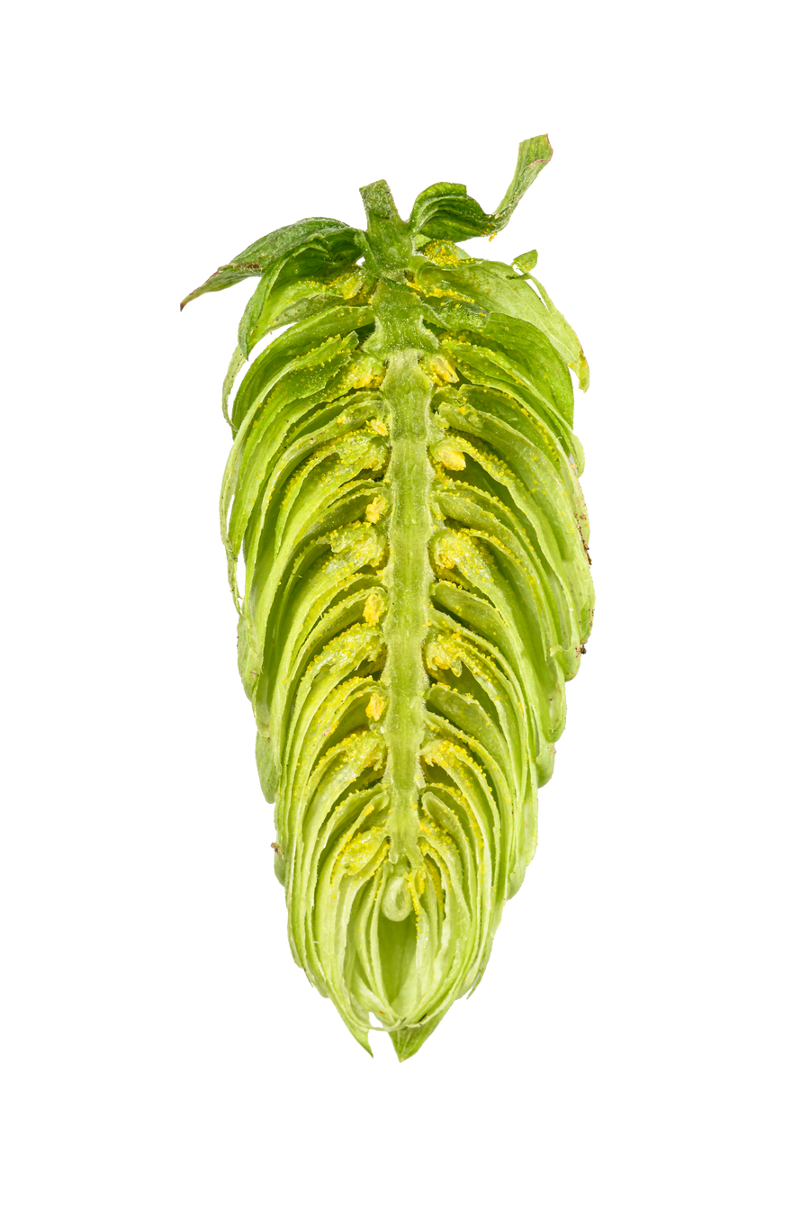 Cascade Hops – Yakima Valley Hops