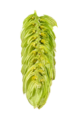 Comet Dissected Cone Interior