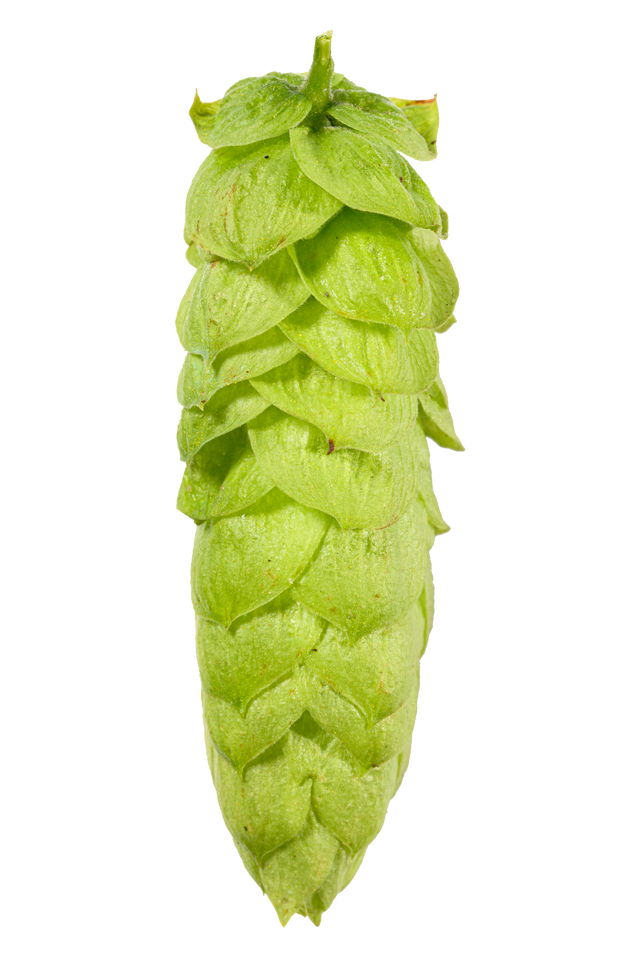 Comet Hops – Yakima Valley Hops