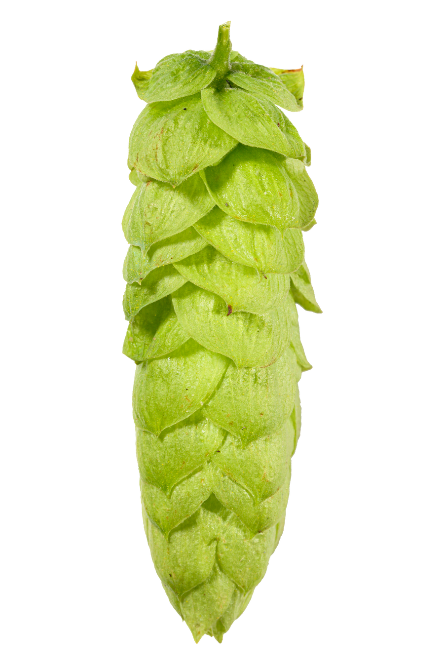 Comet Hops – Yakima Valley Hops