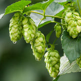 Dolcita Hop Cones
