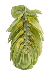 Ella Dissected Cone Interior