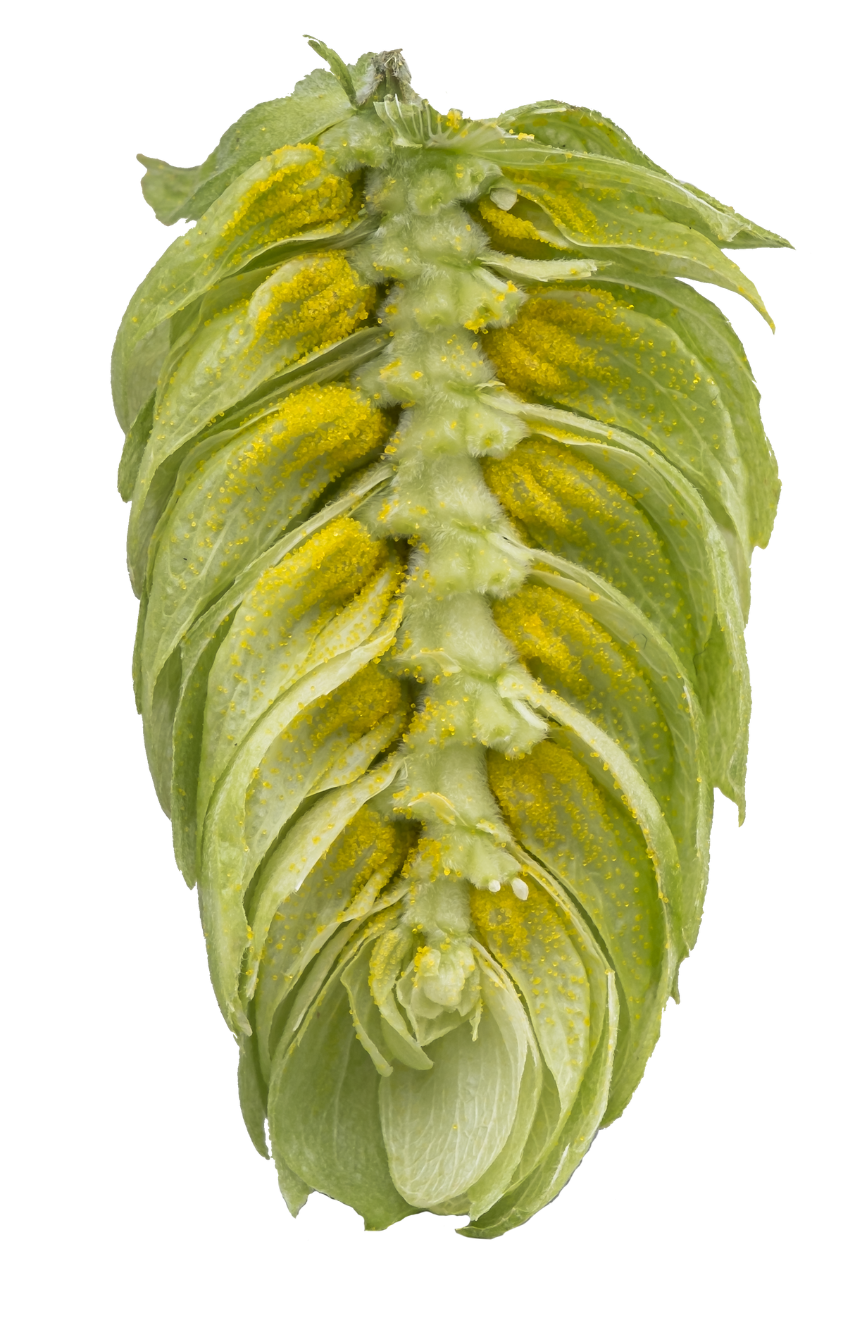 Enigma Dissected Cone Interior