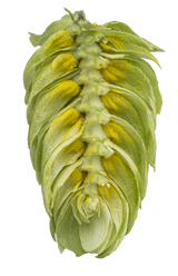 Enigma Dissected Cone Interior