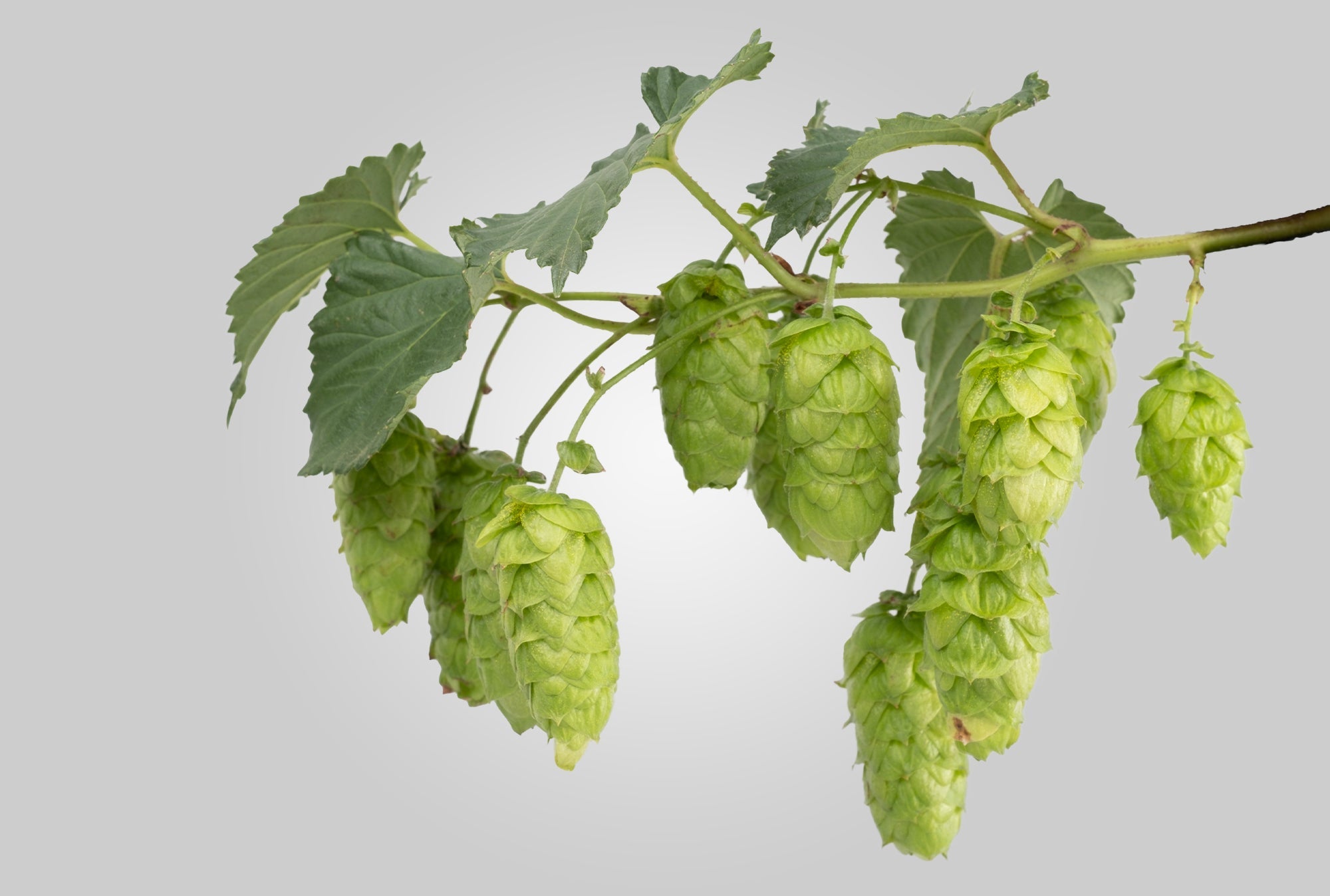Galaxy Hops – Yakima Valley Hops