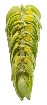 Galaxy Dissected Cone Interior