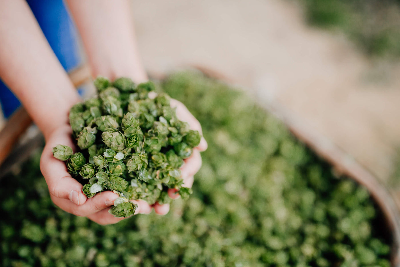 German Hop Harvest