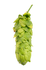Hüll Melon Hops