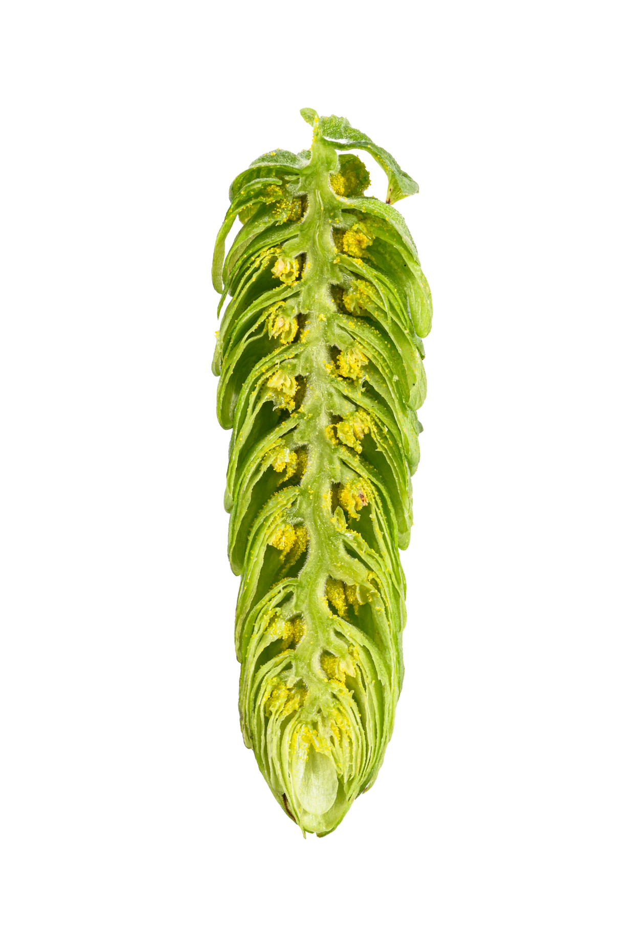 Hüll Melon Hops