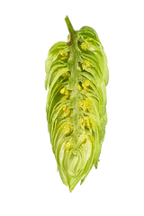 Hallertau Blanc Dissected Cone