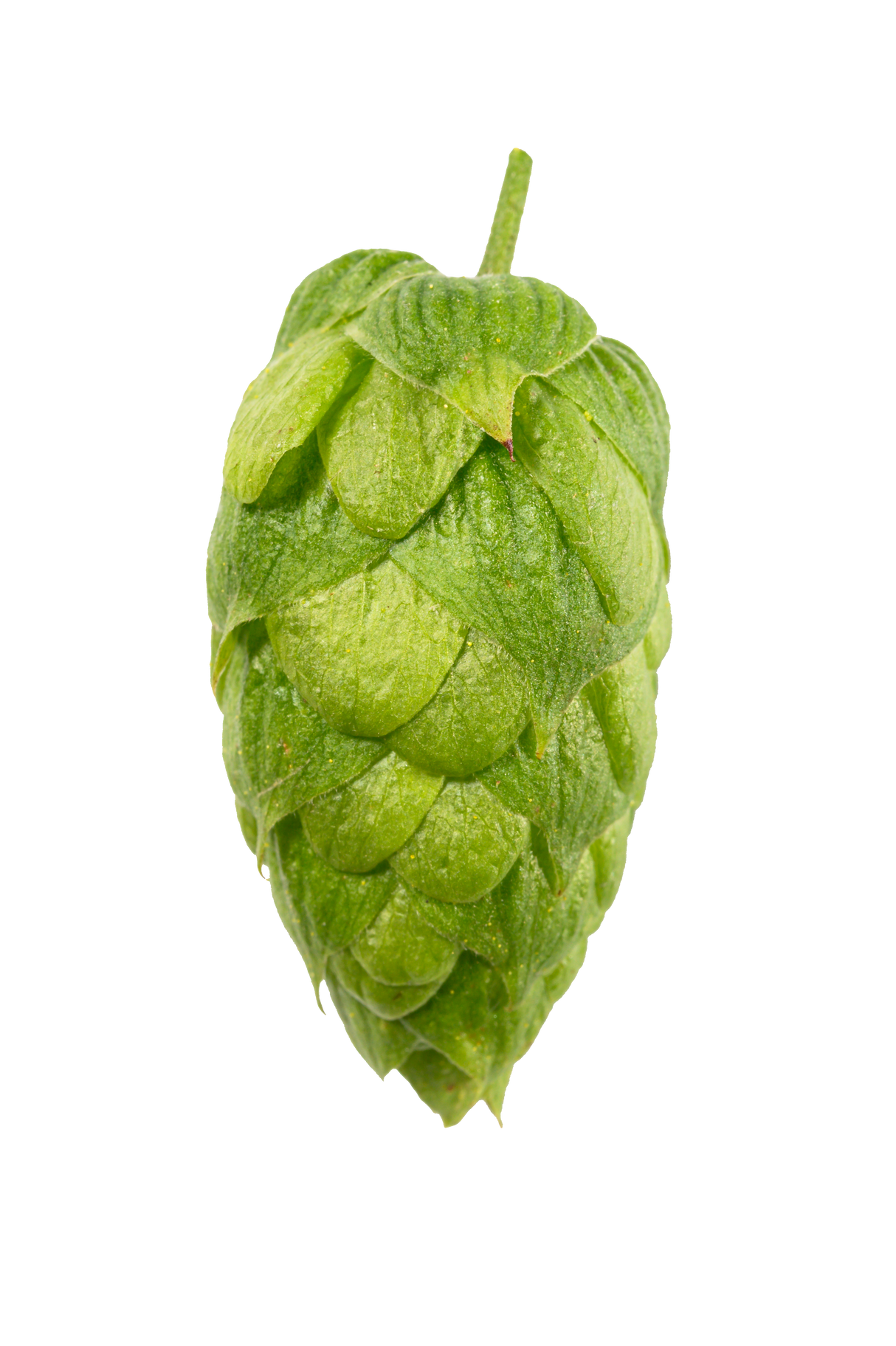 Hallertau Blanc Whole Cone