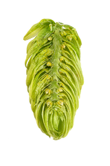 Hallertau Mittelfruh Dissected Cone