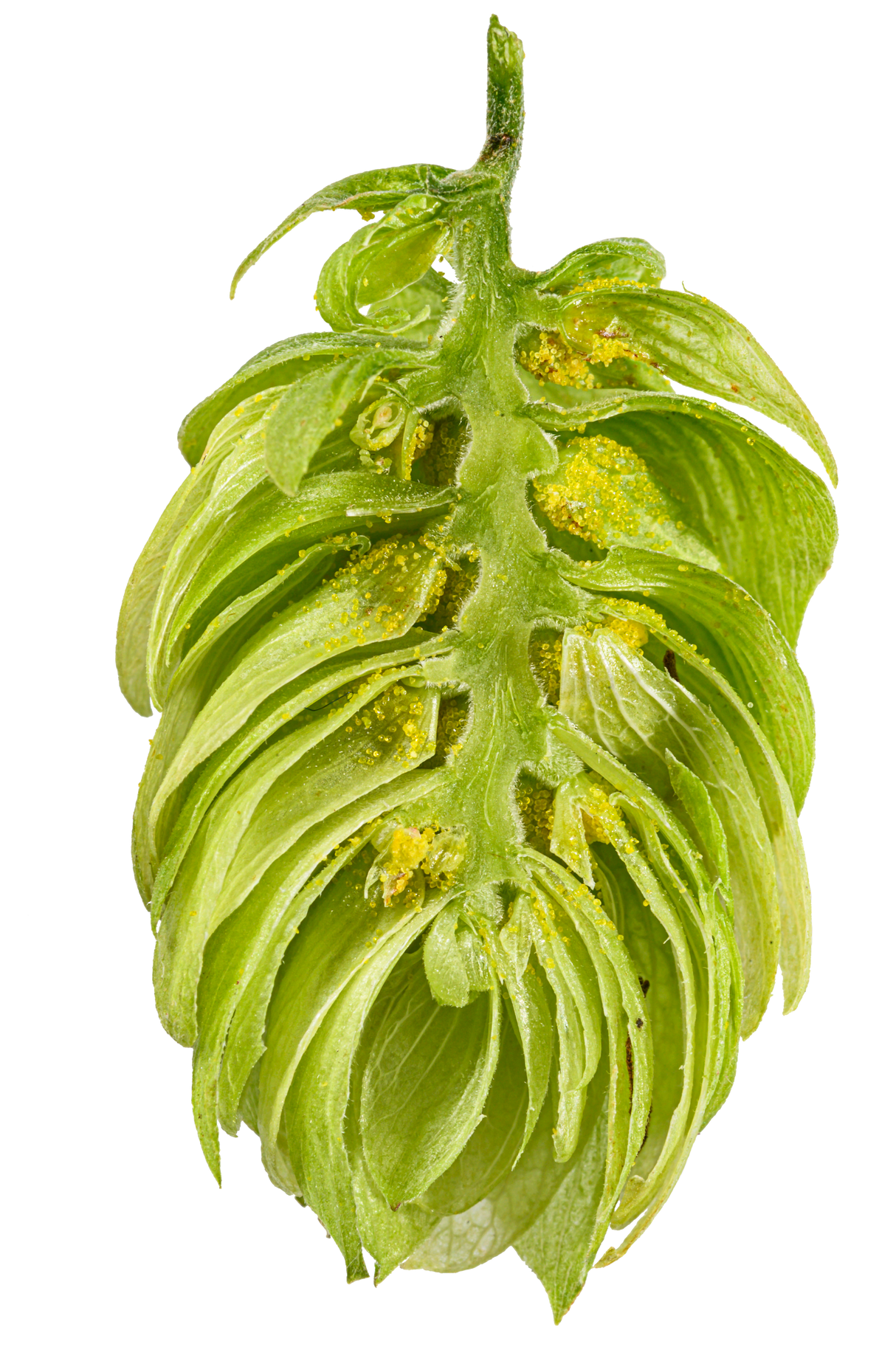 Hallertau Tradition Dissected Cone