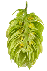 Hallertau Tradition Dissected Cone