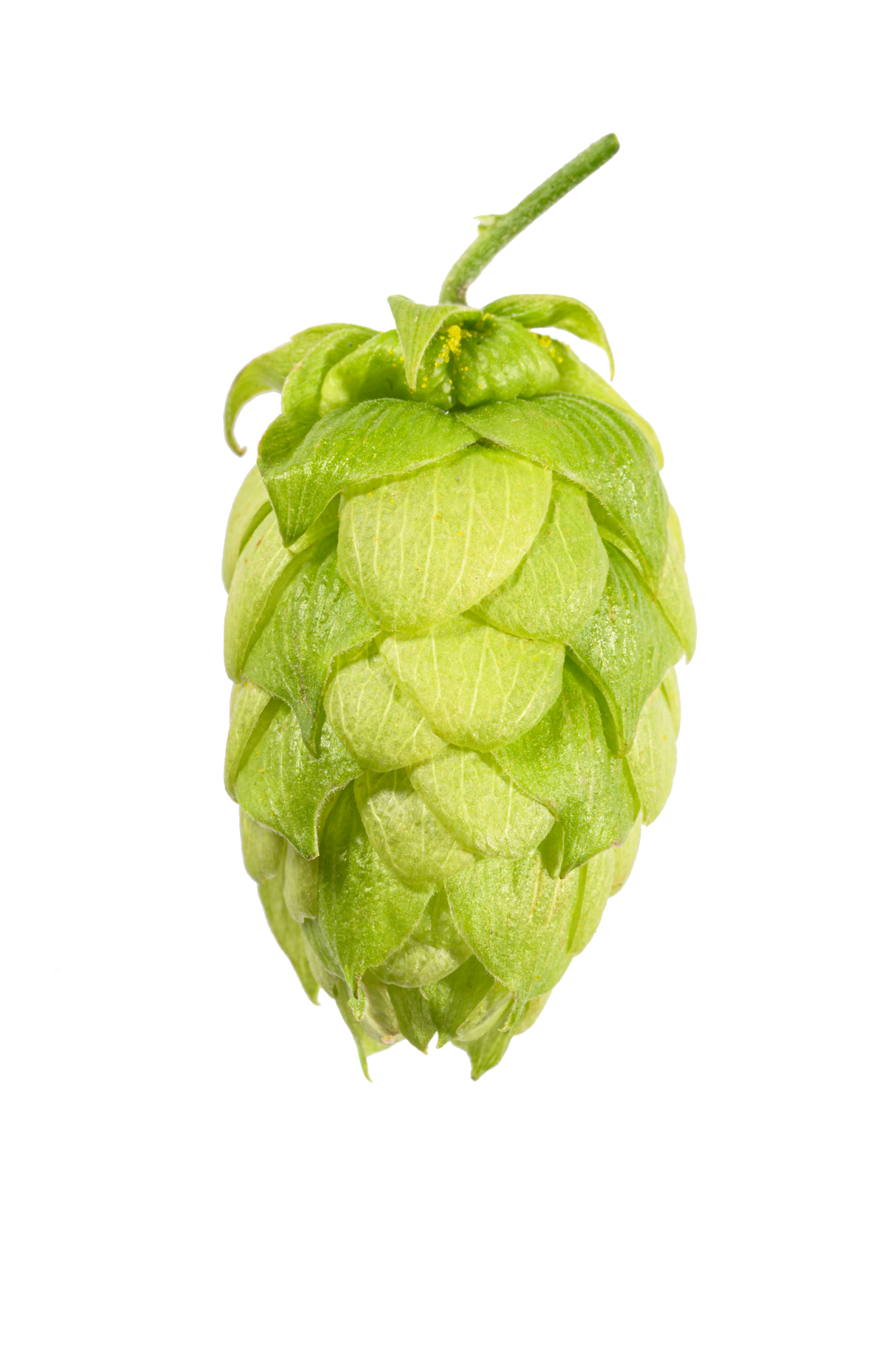 Hallertau Tradition Whole Cone