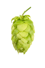 Hallertau Tradition Whole Cone