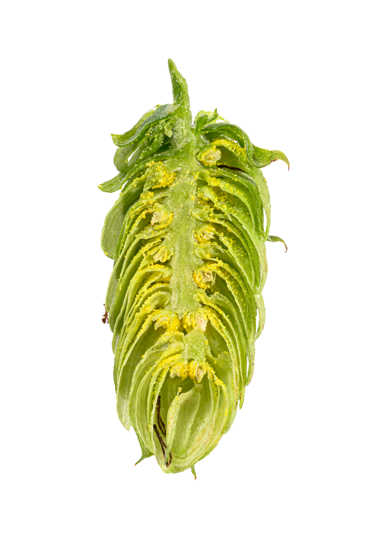 Herkules Dissected Cone Interior