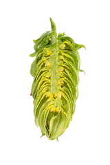 Herkules Dissected Cone Interior