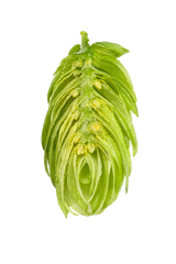 Hersbrucker Dissected Cone