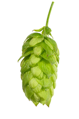 Hersbrucker Whole Cone