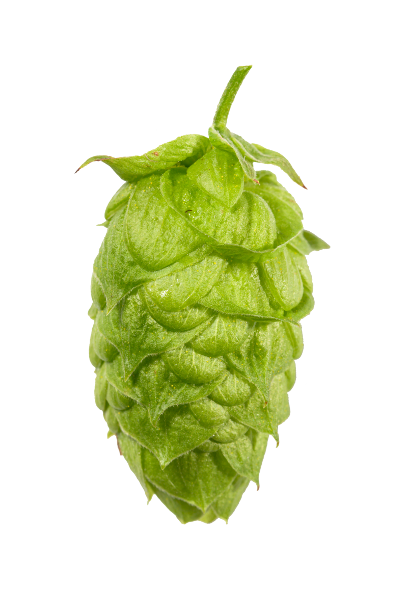 Mandarina Bavaria Hop Cone