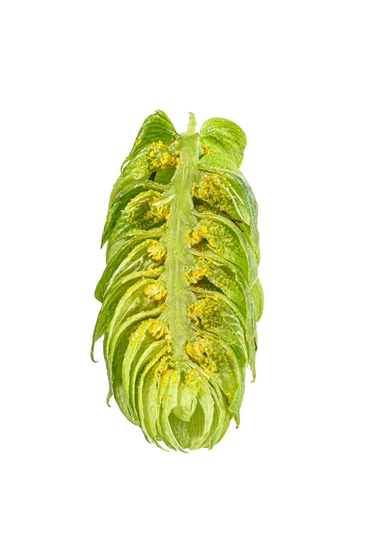 Northern Brewer Dissected Cone